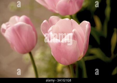 Fiore di Tulipa, India, Asia Foto Stock