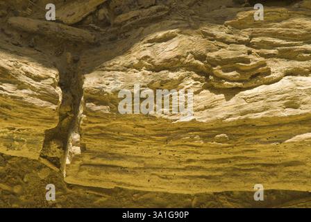 Parco di fossili di legno Aakal a Jaisalmer, Rajasthan, India, Asia Foto Stock