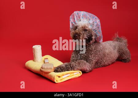 Cane carino con cuffia da doccia e altri accessori da bagno su sfondo rosso Foto Stock