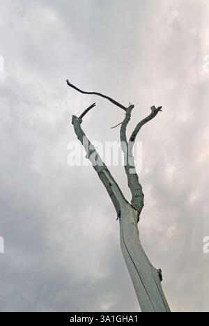 Trunk, Padhegaon Taluka, Shrirampur, Maharashtra, India, Asia Foto Stock