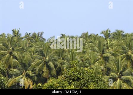 Fitte palme da cocco, parte superiore, Harihareshwar, regione Konkan, distretto di Raigad, Maharashtra, India, Asia Foto Stock