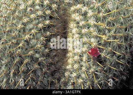 Formazione di cactus molto insolita con fiori rossi, Arizona, Stati Uniti d'America Foto Stock