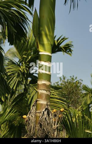 Betel NUTS Growing, Murud Janjira, District Raigad, Maharashtra, India, Asia Foto Stock