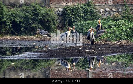 Guwahati, Guwahati, India. 8 marzo 2025. Sabato 8 marzo 2025 un branco di aiutanti cicogne in una zona fangosa vicino alla discarica di Guwahati, INDIA. Foto-DASARATH DEKA (Credit Image: © Dasarath Deka/ZUMA Press Wire) SOLO PER USO EDITORIALE! Non per USO commerciale! Crediti: ZUMA Press, Inc./Alamy Live News Foto Stock