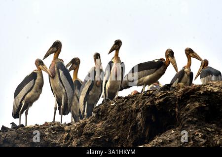 Guwahati, Guwahati, India. 8 marzo 2025. Sabato 8 marzo 2025 un branco di cicogne addizionate si trova in un muro di confine vicino alla discarica di rifiuti a Guwahati in India. (Credit Image: © Dasarath Deka/ZUMA Press Wire) SOLO PER USO EDITORIALE! Non per USO commerciale! Crediti: ZUMA Press, Inc./Alamy Live News Foto Stock