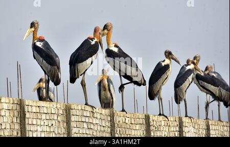 Guwahati, Guwahati, India. 8 marzo 2025. Sabato 8 marzo 2025 un branco di cicogne addizionate si trova in un muro di confine vicino alla discarica di rifiuti a Guwahati in India. (Credit Image: © Dasarath Deka/ZUMA Press Wire) SOLO PER USO EDITORIALE! Non per USO commerciale! Crediti: ZUMA Press, Inc./Alamy Live News Foto Stock