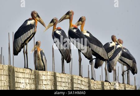 Guwahati, Guwahati, India. 8 marzo 2025. Sabato 8 marzo 2025 un branco di cicogne addizionate si trova in un muro di confine vicino alla discarica di rifiuti a Guwahati in India. (Credit Image: © Dasarath Deka/ZUMA Press Wire) SOLO PER USO EDITORIALE! Non per USO commerciale! Crediti: ZUMA Press, Inc./Alamy Live News Foto Stock