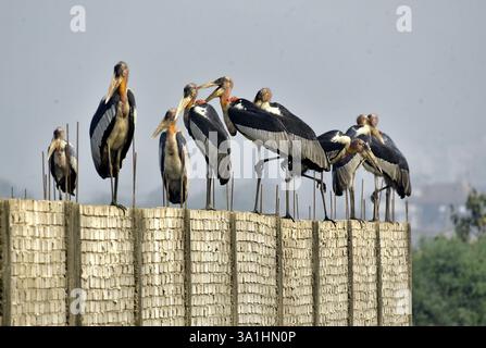 Guwahati, Guwahati, India. 8 marzo 2025. Sabato 8 marzo 2025 un branco di cicogne addizionate si trova in un muro di confine vicino alla discarica di rifiuti a Guwahati in India. (Credit Image: © Dasarath Deka/ZUMA Press Wire) SOLO PER USO EDITORIALE! Non per USO commerciale! Crediti: ZUMA Press, Inc./Alamy Live News Foto Stock