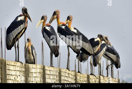 Guwahati, Guwahati, India. 8 marzo 2025. Sabato 8 marzo 2025 un branco di cicogne adjutants siede in un muro di confine vicino alla discarica di rifiuti a Guwahati. Foto-DASARATH DEKA (Credit Image: © Dasarath Deka/ZUMA Press Wire) SOLO PER USO EDITORIALE! Non per USO commerciale! Foto Stock