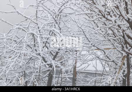 Rami di alberi ricoperti di neve con uno sfondo bianco e grigio, uno spesso strato di neve che ricopre gli alberi nel giardino Foto Stock