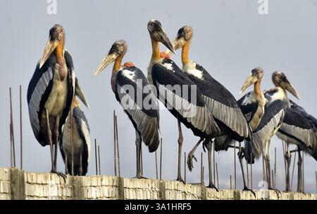 Guwahati, Guwahati, India. 8 marzo 2025. Sabato 8 marzo 2025 un branco di cicogne addizionate si trova in un muro di confine vicino alla discarica di rifiuti a Guwahati in India. (Credit Image: © Dasarath Deka/ZUMA Press Wire) SOLO PER USO EDITORIALE! Non per USO commerciale! Crediti: ZUMA Press, Inc./Alamy Live News Foto Stock