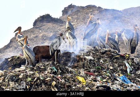 Guwahati, Guwahati, India. 8 marzo 2025. Sabato 8 marzo 2025 un branco di cicogne addizionate siede in una discarica a Guwahati in India. (Credit Image: © Dasarath Deka/ZUMA Press Wire) SOLO PER USO EDITORIALE! Non per USO commerciale! Crediti: ZUMA Press, Inc./Alamy Live News Foto Stock