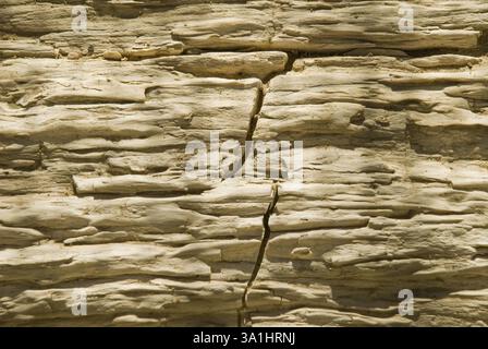 Parco di fossili di legno Aakal a Jaisalmer, Rajasthan, India, Asia Foto Stock