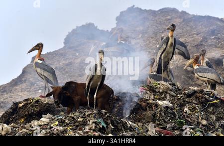 Guwahati, Guwahati, India. 8 marzo 2025. Sabato 8 marzo 2025 un branco di cicogne addizionate siede in una discarica a Guwahati in India. (Credit Image: © Dasarath Deka/ZUMA Press Wire) SOLO PER USO EDITORIALE! Non per USO commerciale! Crediti: ZUMA Press, Inc./Alamy Live News Foto Stock