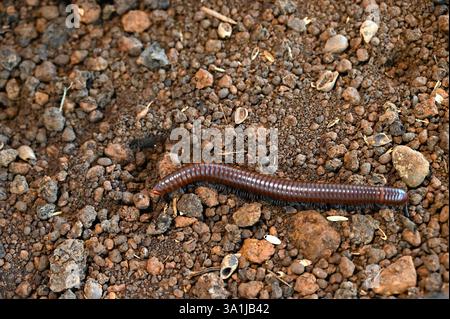L'insetto Millipede si sta muovendo sul compost marrone nelle Filippine. Foto Stock