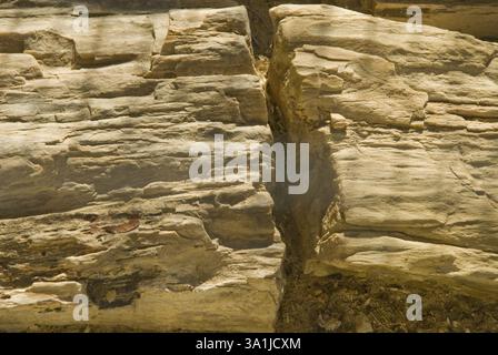 Parco di fossili di legno Aakal a Jaisalmer, Rajasthan, India, Asia Foto Stock