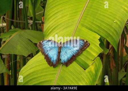 La vivace farfalla Morpho Blue Morpho Peleides riposa su Una foglia in Una foresta pluviale tropicale Foto Stock