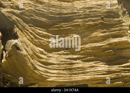 Parco di fossili di legno Aakal a Jaisalmer, Rajasthan, India, Asia Foto Stock