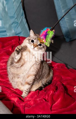 Un affascinante Ritratto di un gatto Tabby con un cappotto marrone chiaro e grigio, seduto in posizione verticale su una morbida coperta rossa con una curiosa espressione Foto Stock