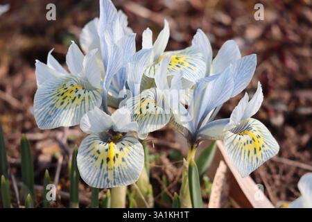 Gli Iris nani si estendono al sole Foto Stock