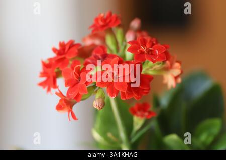 Fiorista kalanchoe primo piano (Kalanchoe blossfeldiana) Foto Stock