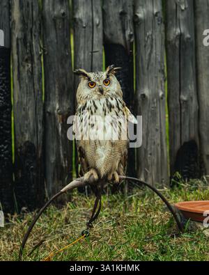 grande gufo cornuto su un ramo Foto Stock