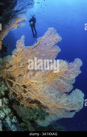Grande fan di corallo corallo (Annella mollis) corallo di fan che cresce su pareti ripide gocciolamento di corallo intatto vivo di coralli duri (Scleractinia) corallo di pietra Foto Stock