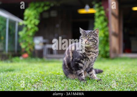Gatto domestico con pelo corto seduto sull'erba. Gatto Tabby seduto su un prato verde. Foto Stock