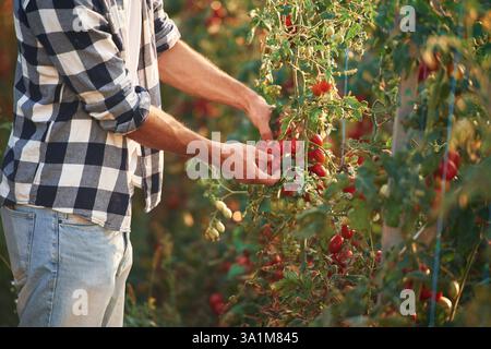 Vista laterale. Raccogliere i pomodori. Un bel giovane è in giardino. Foto Stock