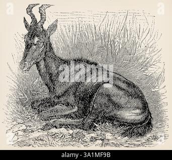 L'alcelafo (Alcelaphus buselaphus). Illustrazione stilizzata antica. Foto Stock