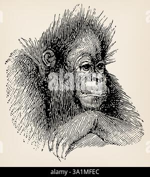 Il capo di un giovane orangutan (simia satyrus). Illustrazione stilizzata antica. Foto Stock