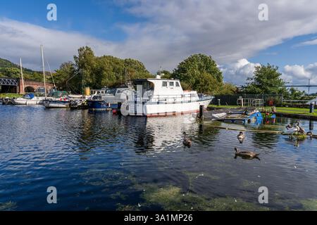 Bowling, West Dunbartonshire, Scozia, Regno Unito - 18 settembre 2023: Cigni di fronte a una barca affondata nel porto Foto Stock