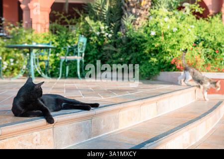 Il gatto randagio di Black Street giace sui gradini all'esterno Foto Stock