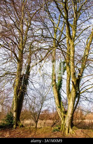 Dundee, Tayside, Scozia, Regno Unito. 9 marzo 2025. Meteo nel Regno Unito: Il clima di marzo è luminoso e mite al Dundee Trottick Mill Ponds and Nature & Wildlife Reserve offre bellezze naturali durante la stagione primaverile in Scozia. Crediti: Dundee Photographics/Alamy Live News Foto Stock