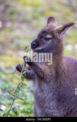 Un Bennetts o wallaby dal collo rosso, Macropus rufogriseus, mangiando foglie da un arbusto. Si trova in natura in Tasmania e nel sud-est dell'Australia. Foto Stock