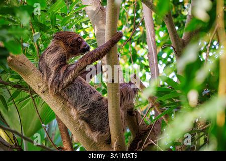 Il bradipo a due dita di Linne, Choloepus didactylus, che riposa in un albero. Questa specie notturna e arborea è originaria del Sud America. Foto Stock