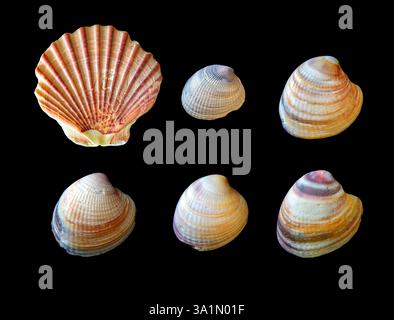 Una conchiglia di capesante neozelandese e 5 conchiglie di vongole sull'Isola del Nord te Ika-a-Māui vicino a Tāmaki Makaurau Auckland, Aotearoa nuova Zelanda isolata sul nero. Foto Stock