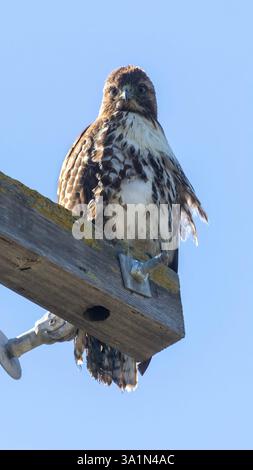 Hawk dalla coda rossa arroccato su un palo elettrico. Palo alto Baylands, Contea di Santa Clara, California, Stati Uniti. Foto Stock