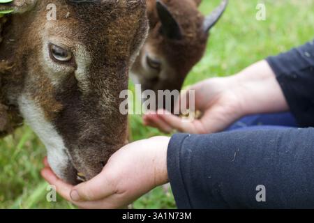 Pecore e agnello, Spitalfields City Farm, Londra Foto Stock