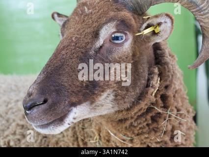 Castlemilk Moorit pecore Ewe, Spitalfields City Farm, Londra Foto Stock