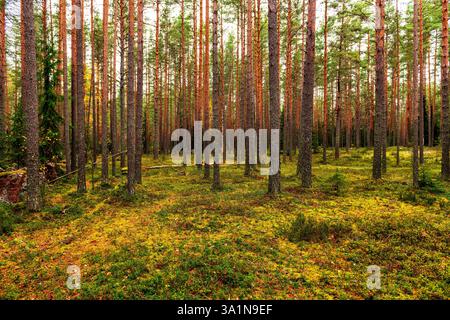 Paesaggio di foreste di conifere con sottili pini Foto Stock