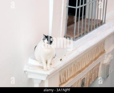 Gatto domestico bianco e nero seduto su una finestra, Carmona, Andalusia, Spagna. Foto Stock