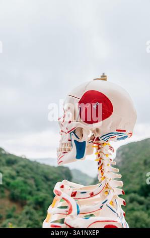 Vista laterale del cranio e della colonna cervicale del modello anatomico di scheletro umano con sfondo di montagna Foto Stock