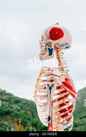 Vista laterale del corpo superiore del modello anatomico di scheletro umano con sfondo di montagna Foto Stock
