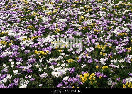Campo di fiori di croco giallo, malva e bianco nei Princes Street Gardens, Edimburgo, Scozia Foto Stock