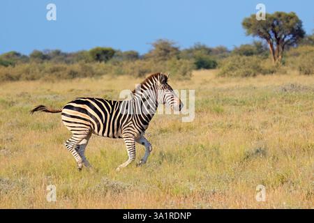 Una zebra pianeggiante (Equus burchelli) che corre in prateria, Sud Africa Foto Stock