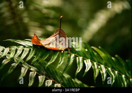 Foglie di ontano rosso autunnale che riposano su felce di spada occidentale, foresta pluviale di Queets, Olympic National Park, Jefferson County, Washington, STATI UNITI Foto Stock