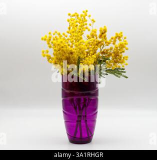 La vivace mimosa gialla fiorisce in un vaso viola profondo. Giornata internazionale della donna Foto Stock