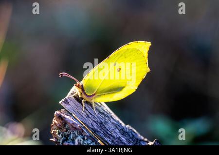 Splendida farfalla di Brimstone in una giornata di primavera assolata Foto Stock