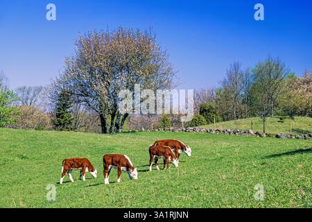 Paesaggio primaverile con vitelli che pascolano su un prato in campagna Foto Stock
